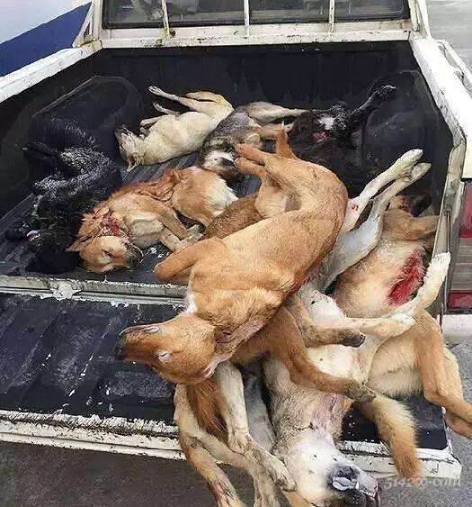 441422的乡亲们注意了,最近偷狗贼又开始活动了,听说作