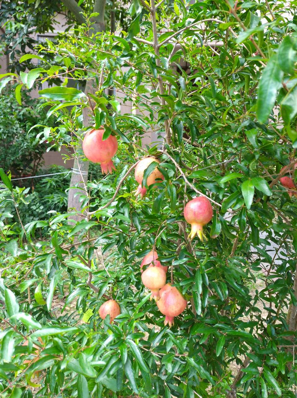 第一次见,发财树结果实.